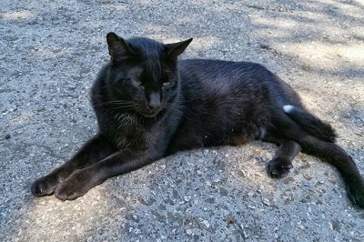 黒いネコ
